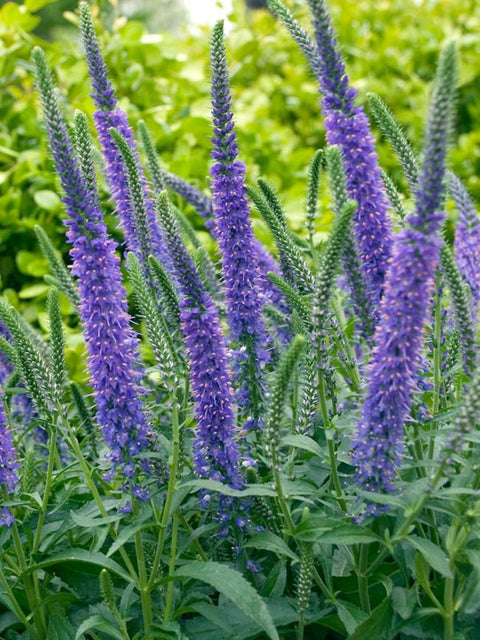 Veronica - Wild Little Roses