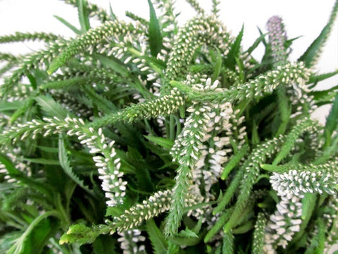 Veronica - Wild Little Roses