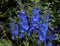 Delphinium Blue - Wild Little Roses
