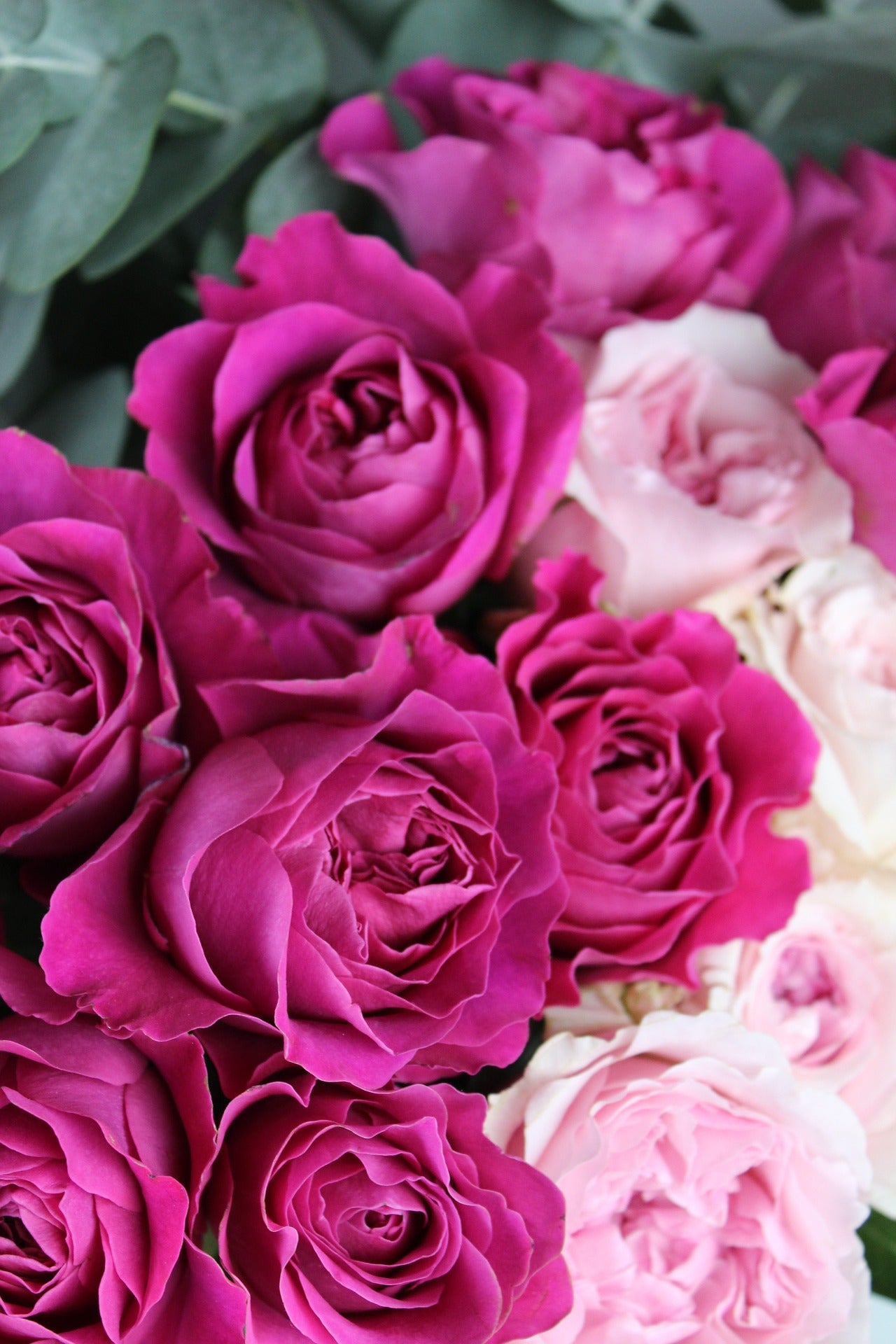 David Austin Standard Garden Rose - Wild Little Roses