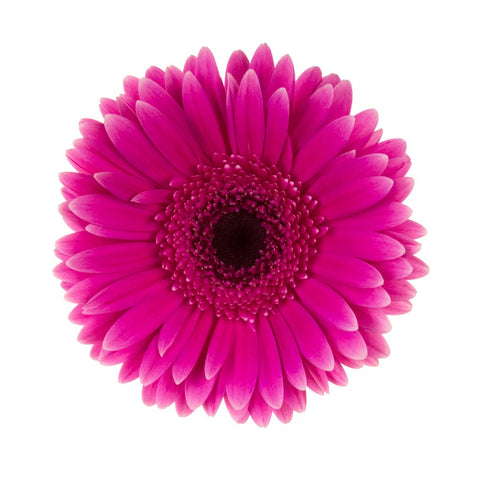 Hot Pink Gerbera - Wild Little Roses