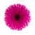 Hot Pink Gerbera - Wild Little Roses