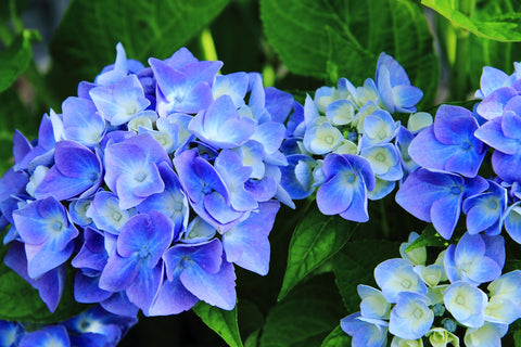 Bulk Hydrangea - Wild Little Roses