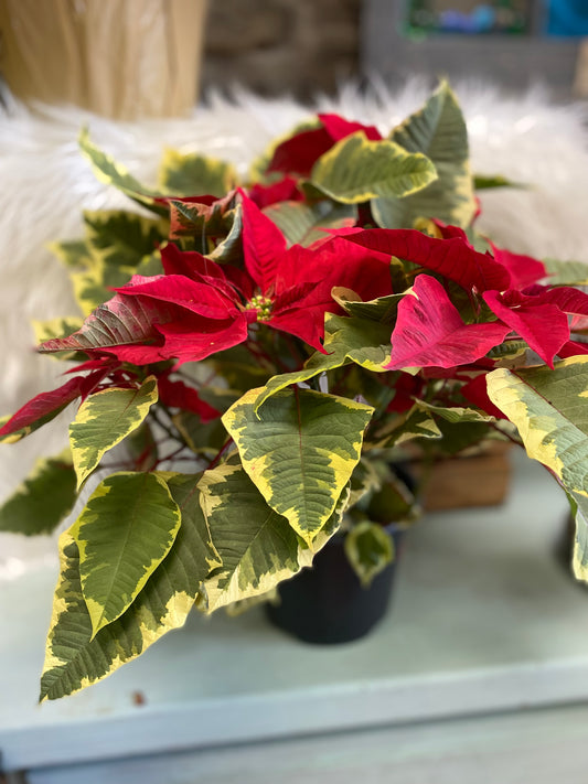 Poinsettia