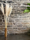 Single Stem Pampas Grass