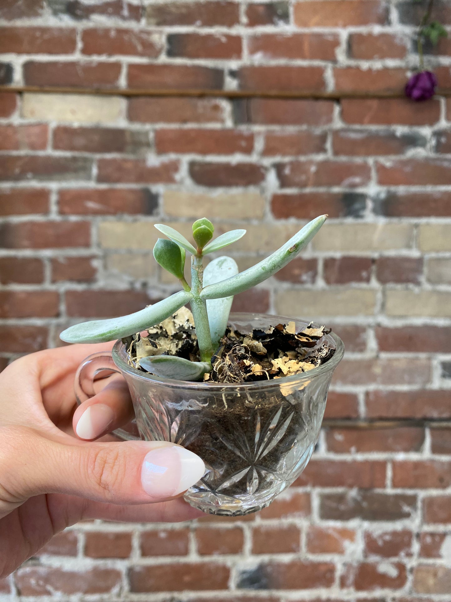 Succulent Teacup Planter