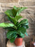 Ficus Lyrata (Fiddle Leaf Fig) - Wild Little Roses