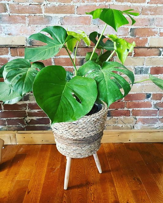 Wicker Plant Stand, 10" - Wild Little Roses