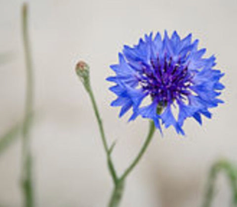 Blue Corn Flower - Wild Little Roses