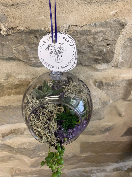 Succulent Globe - Wild Little Roses