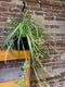 Spider Plant, hanging 10" - Wild Little Roses