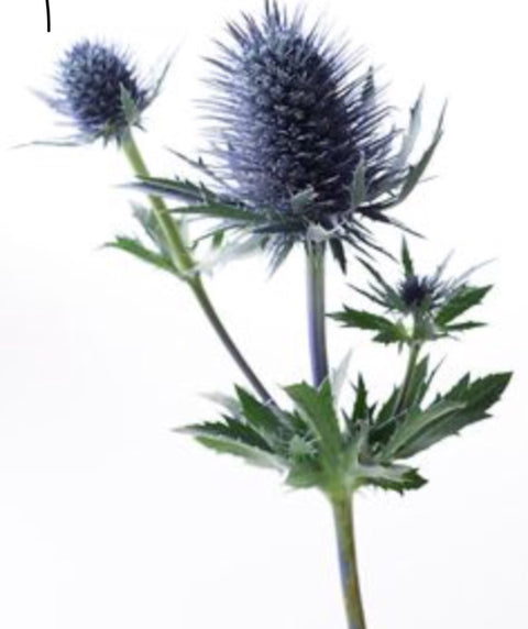 Scottish Thisle - Wild Little Roses