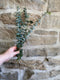 Eucalyptus Ring - Wild Little Roses
