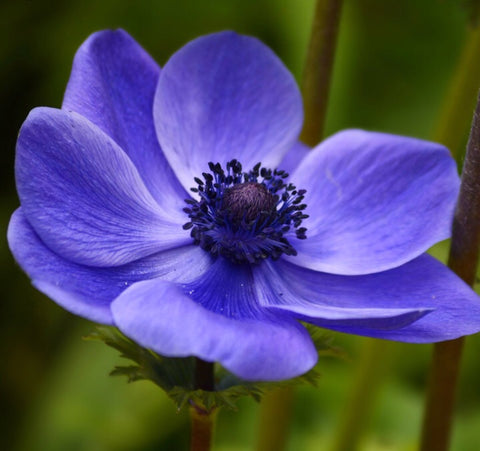 Beautiful Blue Anemome - Wild Little Roses