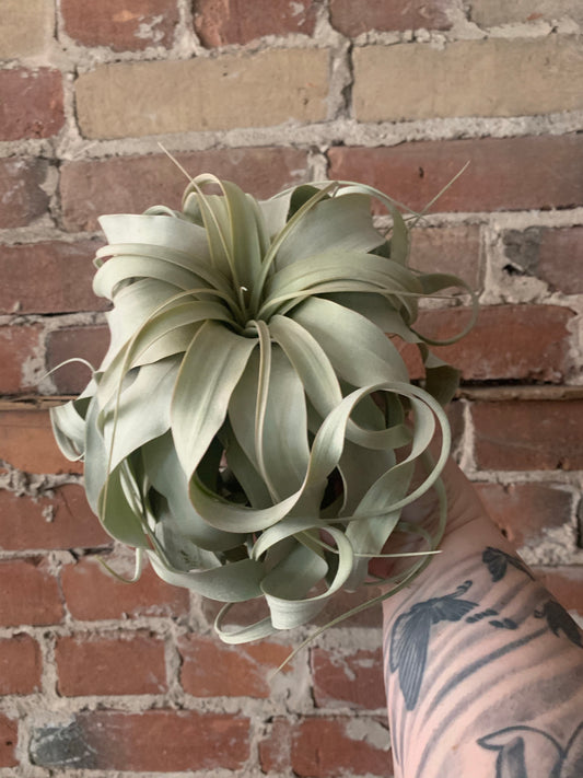 Xerographica Air Plant