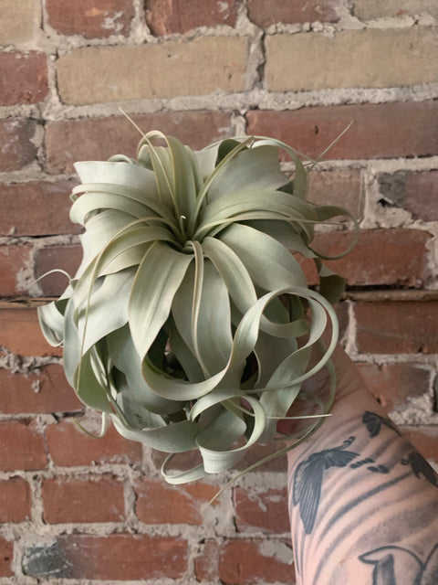 Xerographica Air Plant