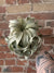 Xerographica Air Plant