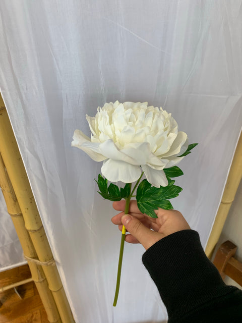 Peony flower single stem