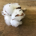Cotton Flower Boutonnière - Wild Little Roses