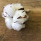Cotton Flower Boutonnière - Wild Little Roses