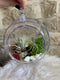Air Plant Globe - Wild Little Roses