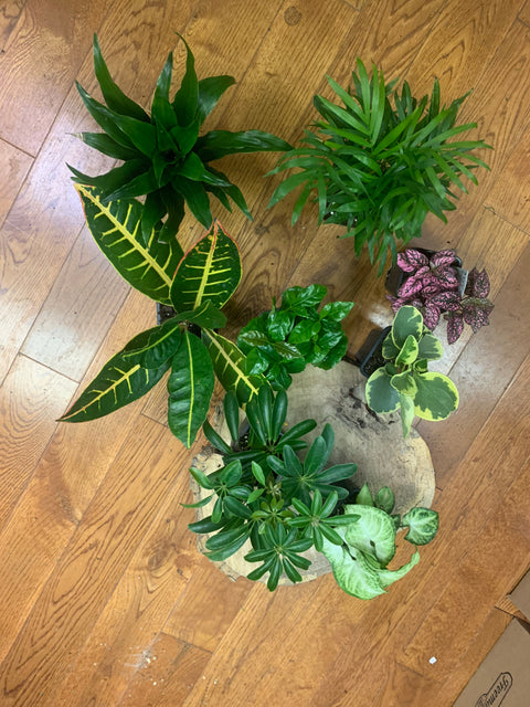 Surprise Tropical Plant Pack - Wild Little Roses