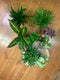 Surprise Tropical Plant Pack - Wild Little Roses