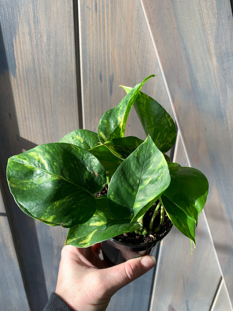 Variegated pothos