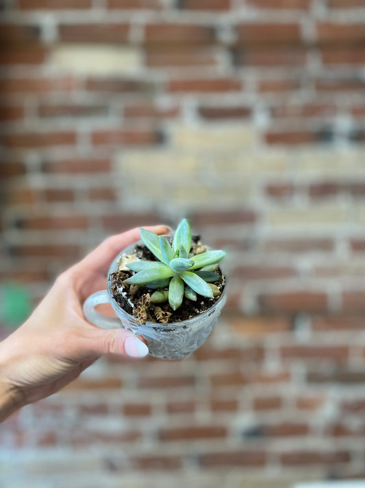 Succulent Teacup Planter