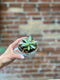 Succulent Teacup Planter
