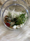 Air Plant Globe - Wild Little Roses