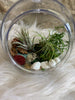 Air Plant Globe