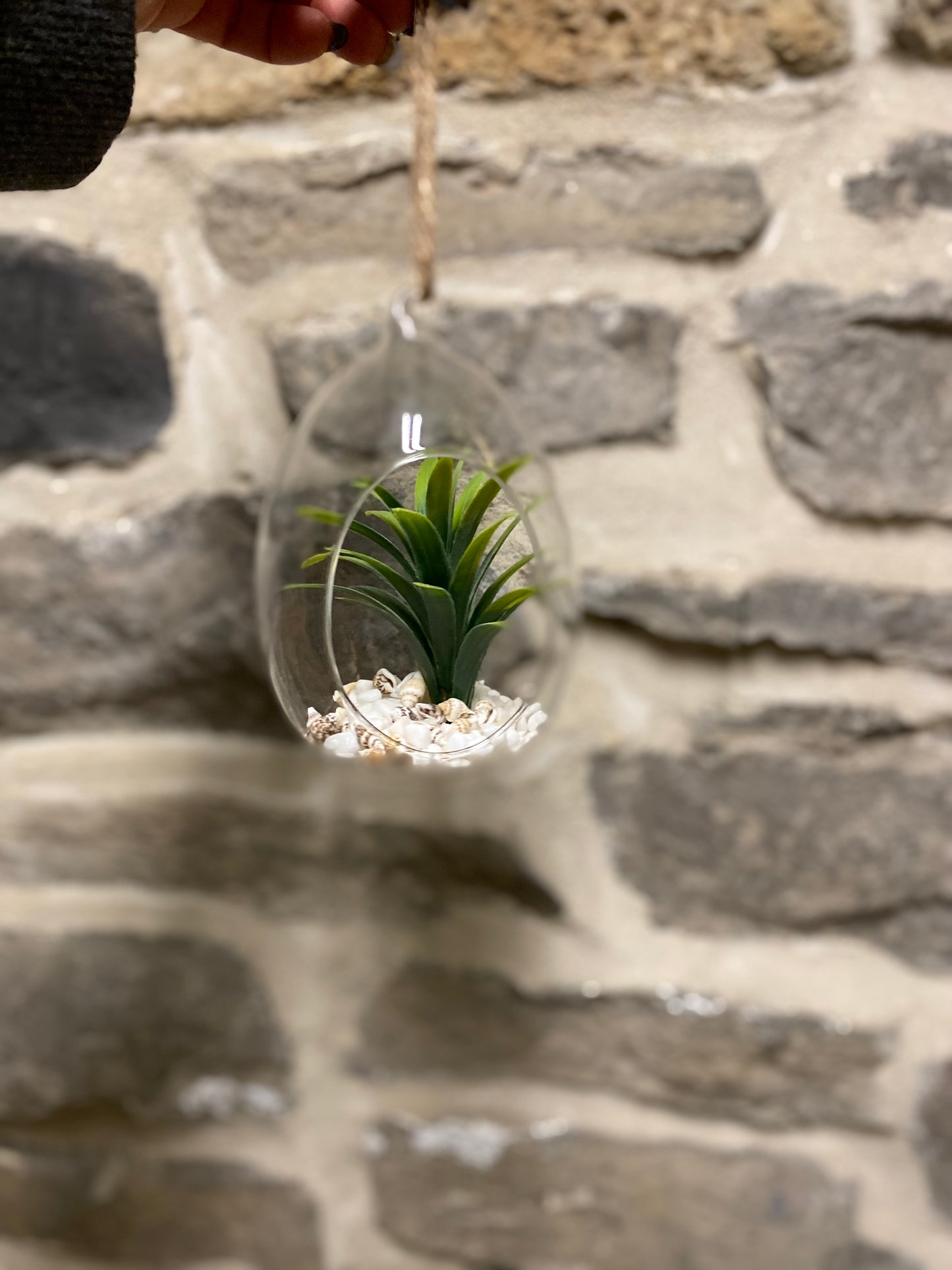 Hanging cactus globe