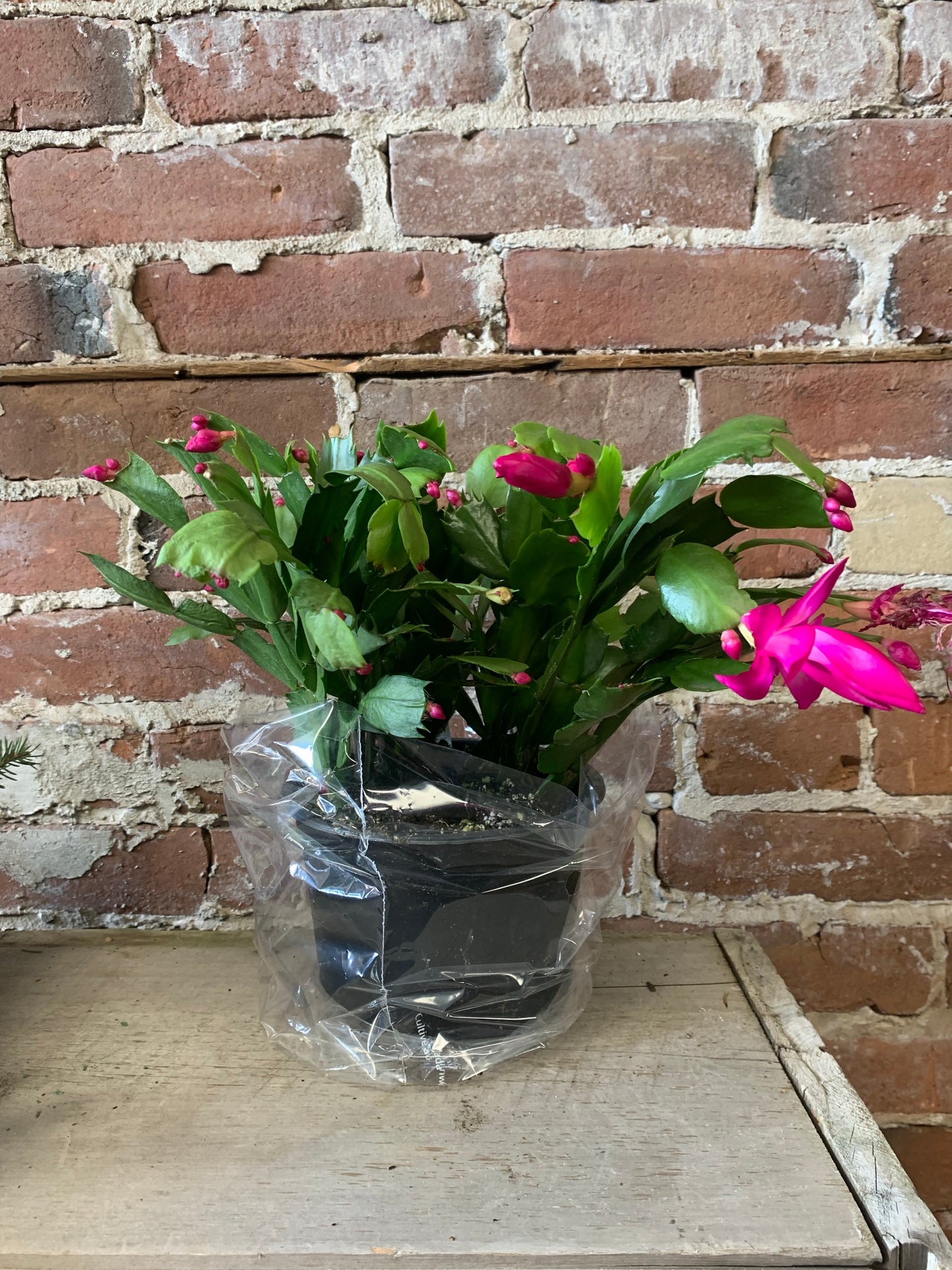 Christmas cactus pink