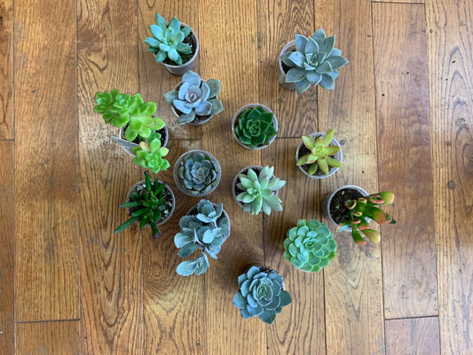 Succulent 2.5"
