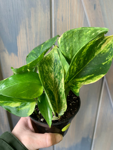Variegated pothos