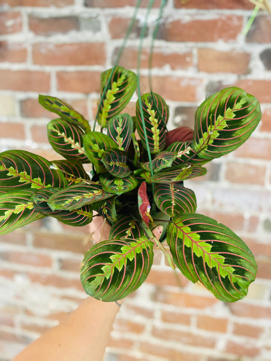 Maranta Prayer Plant 6"
