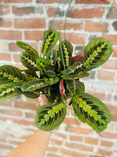 Maranta Prayer Plant 6"