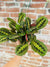 Maranta Prayer Plant 6"
