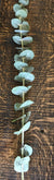 Fresh Eucalyptus single stem - Wild Little Roses