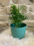 Pretty Little Pot, bluish green 3.5" - Wild Little Roses