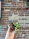 Succulent Teacup Planter