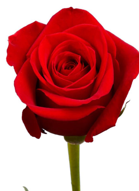 Red Rose - Wild Little Roses