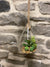 Large Hanging succulent globe