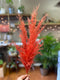 Single Stem Pampas Grass