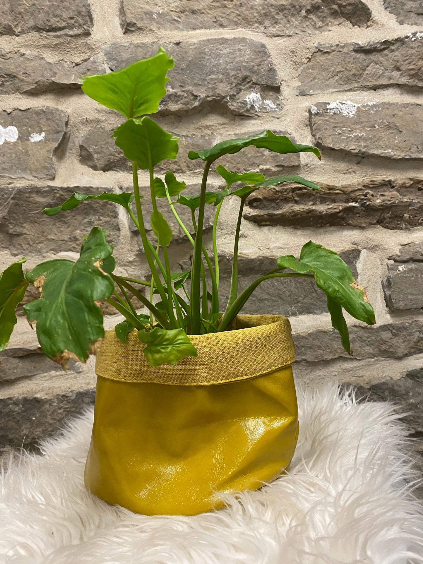 Yellow Pot covers