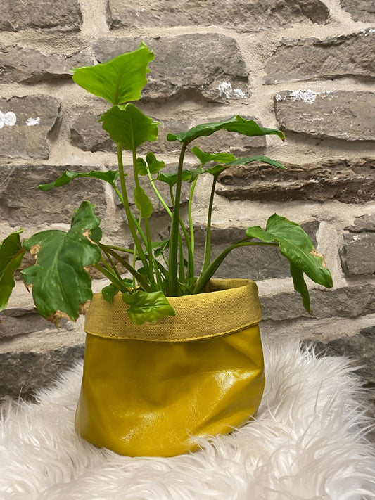 Yellow Pot covers