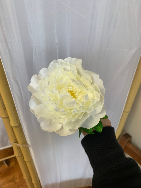 Peony flower single stem