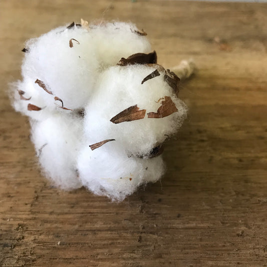 Cotton Flower Boutonnière - Wild Little Roses