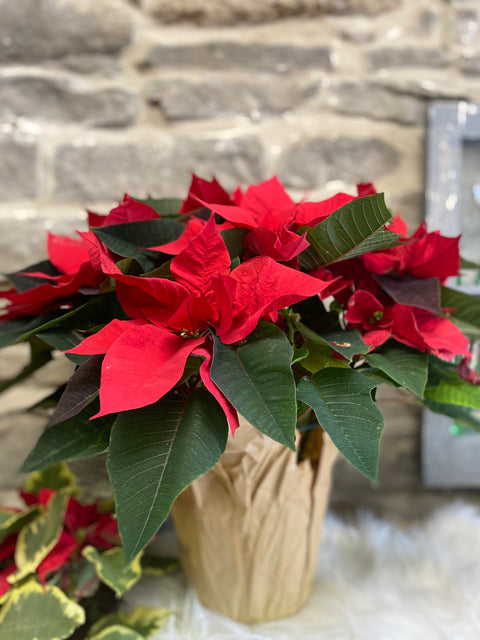 Poinsettia